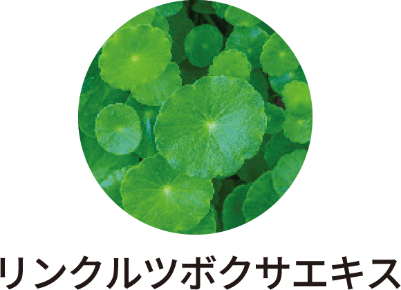 リンクルツボクサエキス