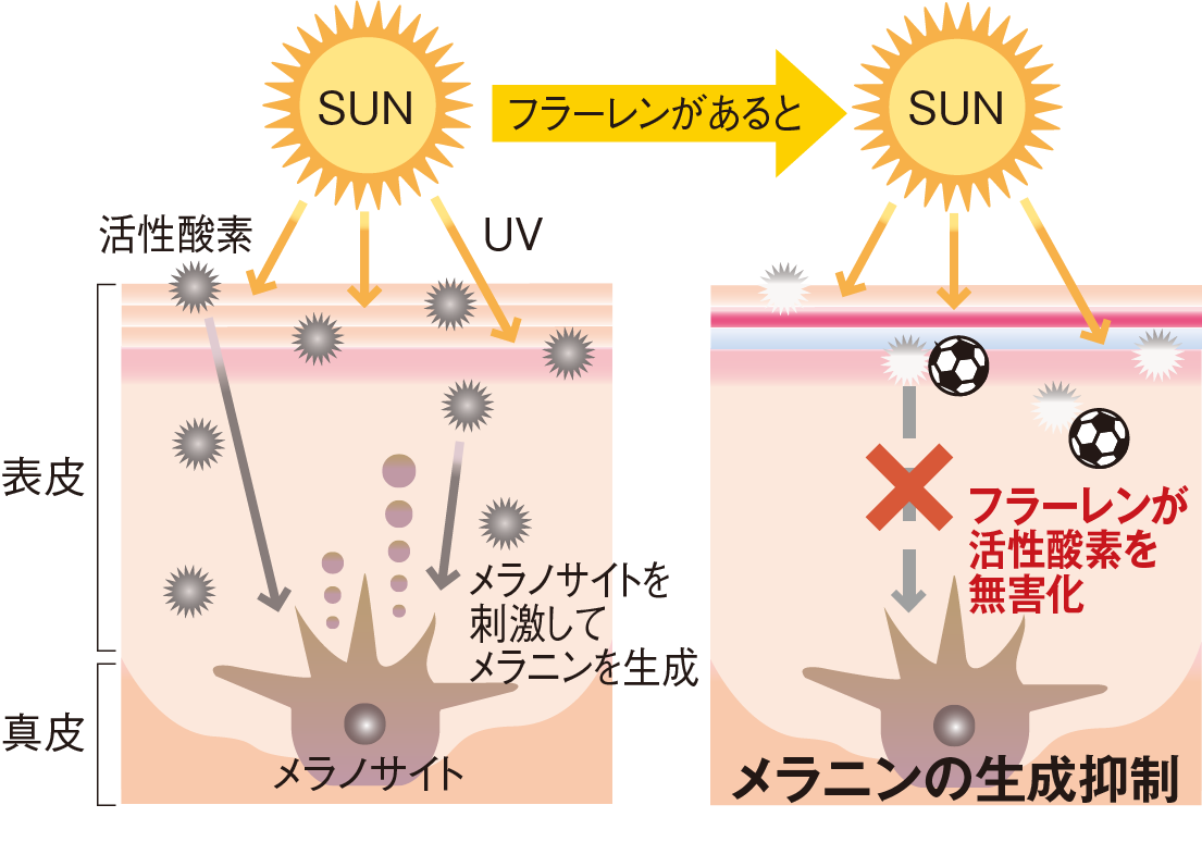 肌図の比較画像