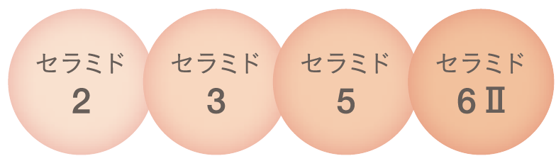 セラミドの図説