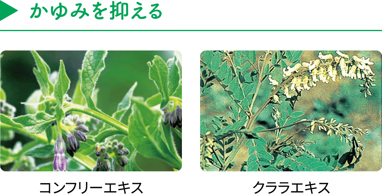 【かゆみを抑える】コンフリーエキス/クララエキス