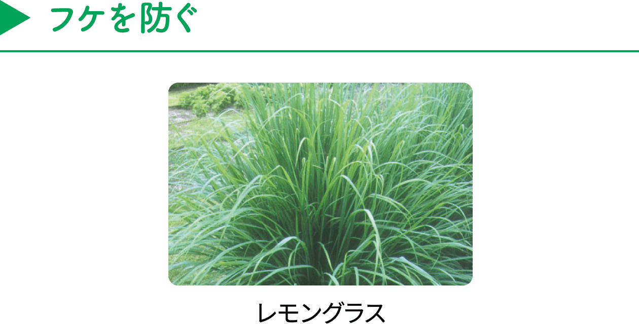【フケを防ぐ】レモングラス