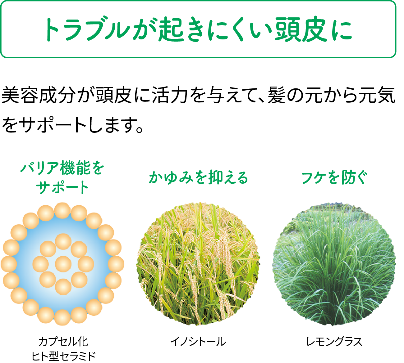 【トラブルが起きにくい頭皮に】美容成分が頭皮に活力を与えて、髪の元から元気をサポートします。（バリア機能をサポート「カプセル化ヒト型セラミド」／かゆみを抑える「イノシトール」／フケを防ぐ「レモングラス」）