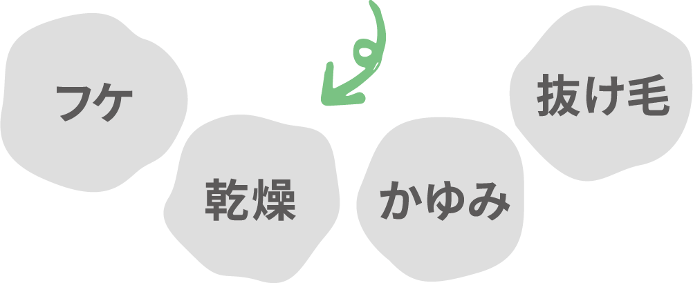 フケ／乾燥／かゆみ／抜け毛