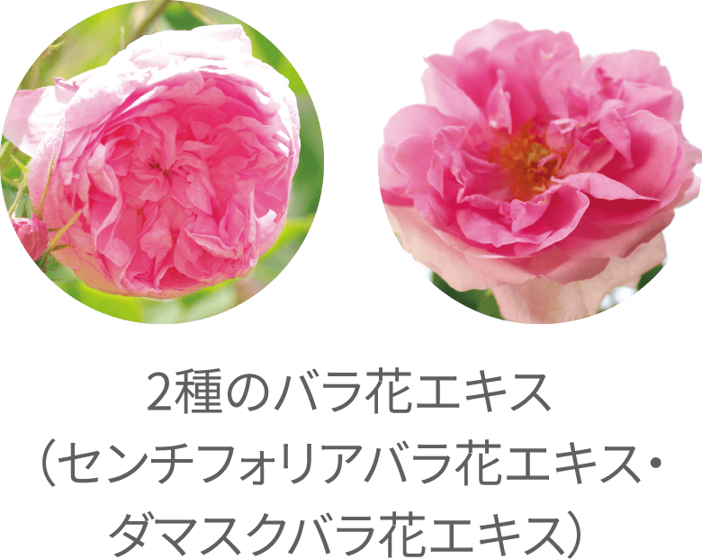 2種のバラ花エキス（センチフォリアバラ花エキス・ダマスクバラ花エキス）