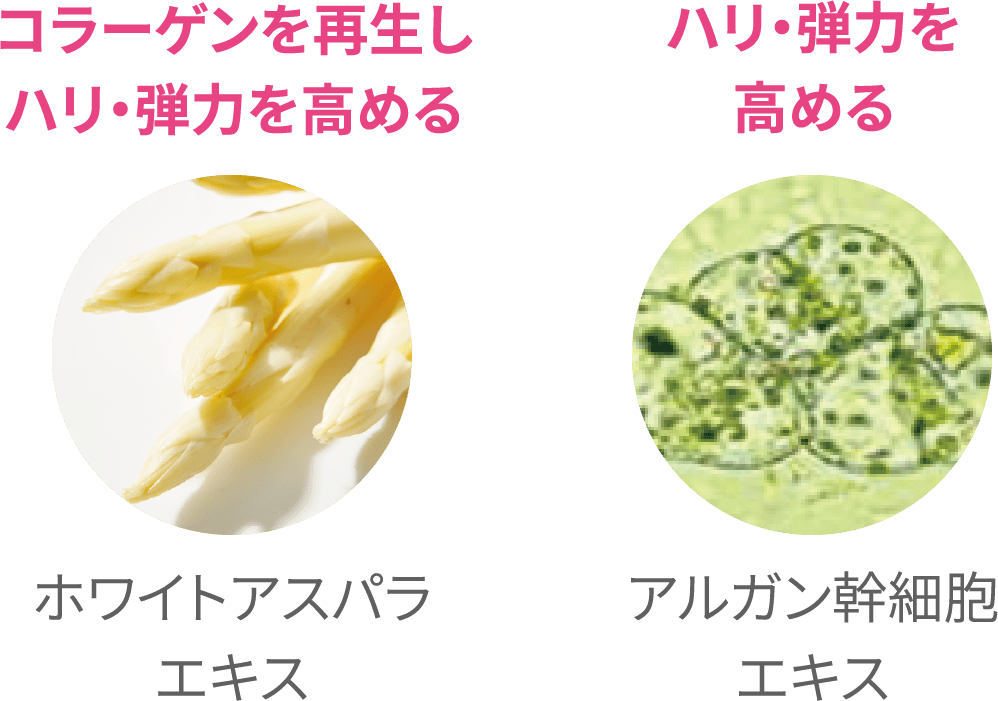 コラーゲンを再生しハリ・弾力を高める：ホワイトアスパラエキス / ハリ・弾力を高める：アルガン幹細胞エキス