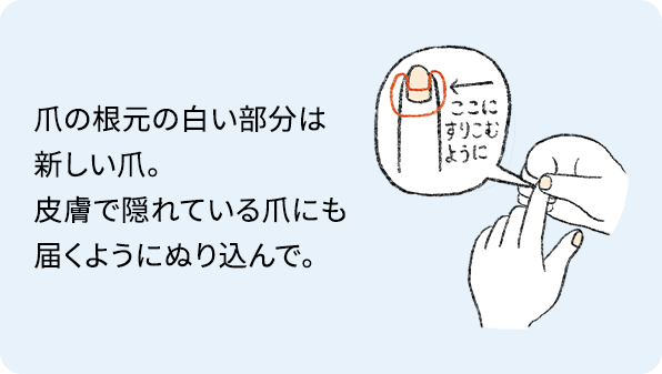 爪の根元の白い部分は新しい爪。皮膚で隠れている爪にも届くようにぬり込んで。