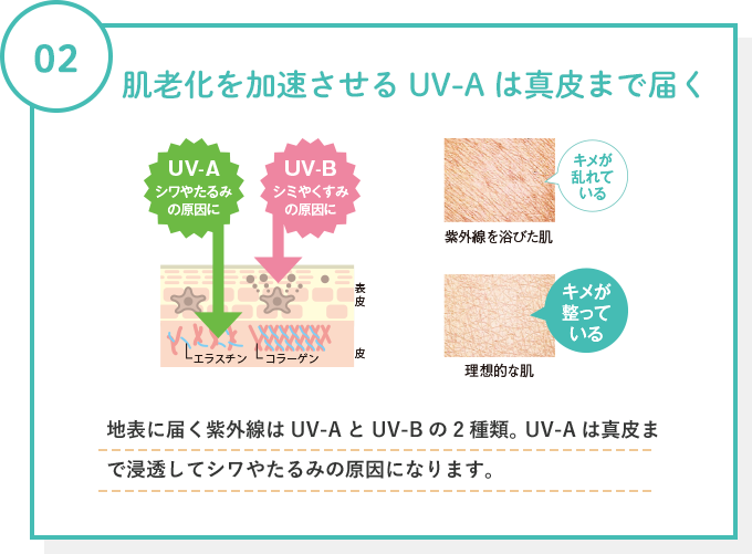 肌老化を加速させるUV-Aは真皮まで届く