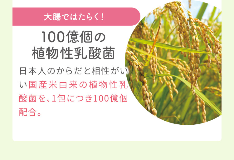 大腸ではたらく！ 100億個の植物性乳酸菌