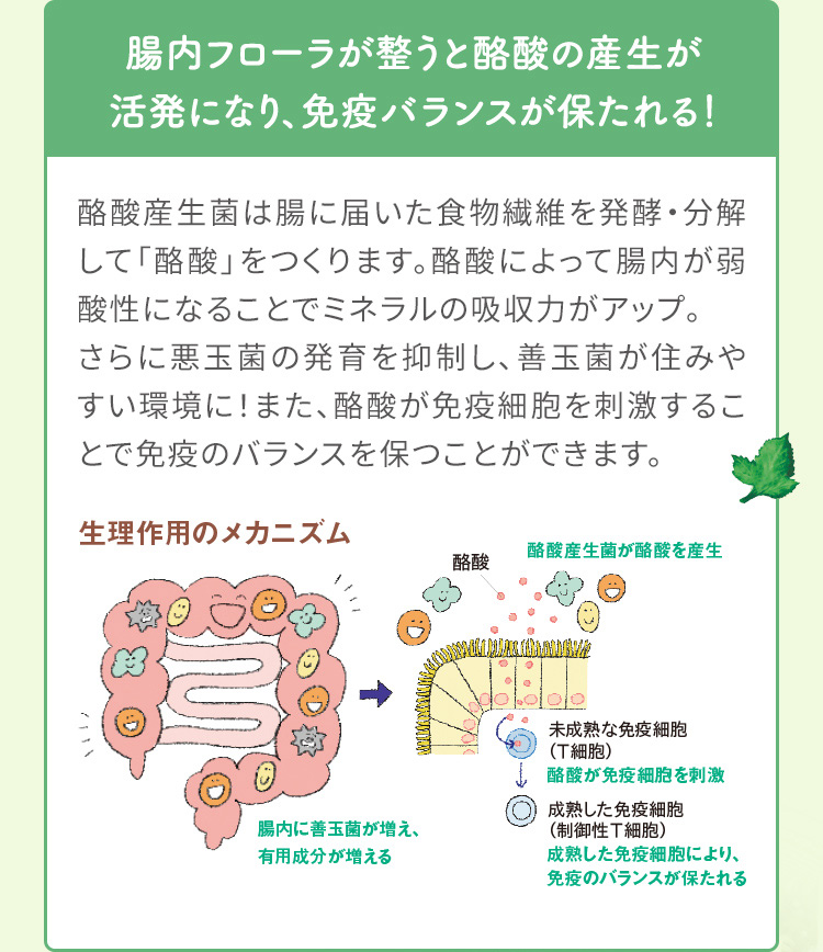 腸内フローラが整うと酪酸の産生が活発になり、免疫バランスが保たれる！