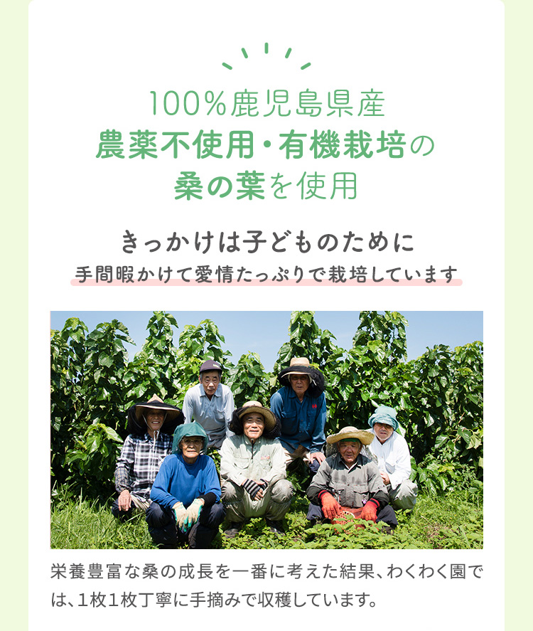 100%鹿児島県産農薬不使用・有機栽培の桑の葉を使用 きっかけはどものために手間暇かけて愛情たっぷりで栽培しています