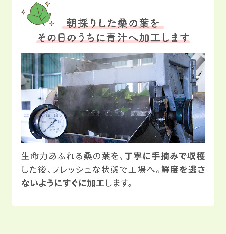 朝採りした桑の葉をその日のうちに青汁へ加工します