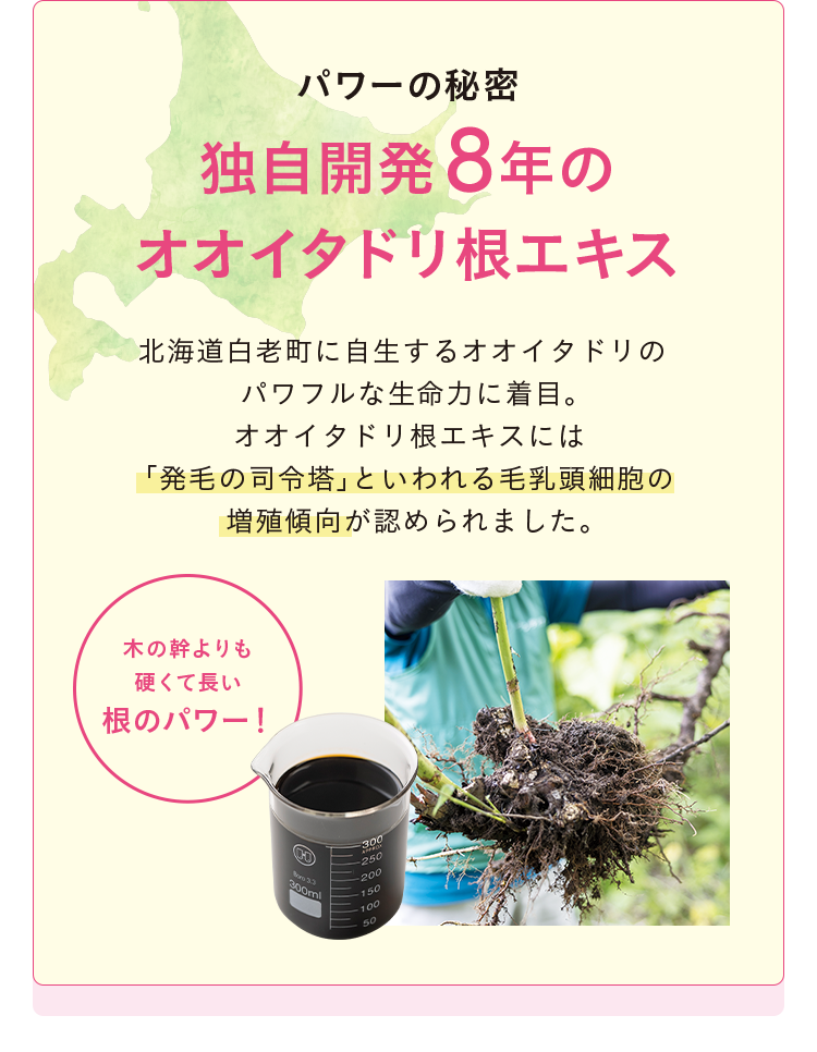 パワーの秘密 独自開発 8年のオオイタドリ根エキス 北海道白老町に自生するオオイタドリのパワフルな生命力に着目。 オオイタドリ根エキスには「発毛の司令塔」といわれる毛乳頭細胞の増殖傾向が認められました。木の幹よりも硬くて長い根のパワー！