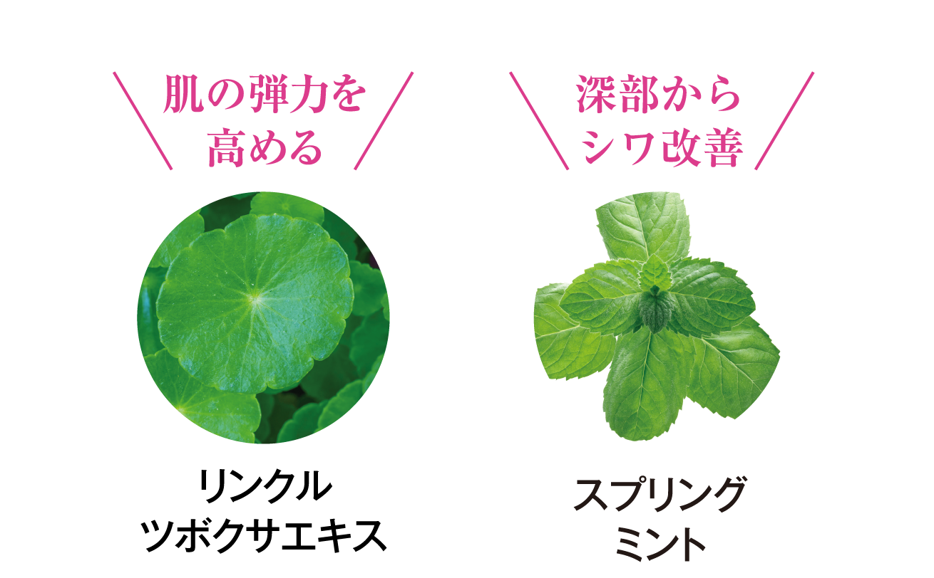 肌の弾力を高めるリンクルツボクサエキス 深部からシワ改善スプリングミント