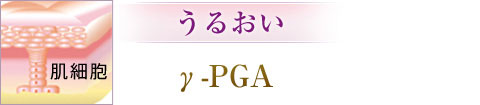 うるおい：γ-PGA