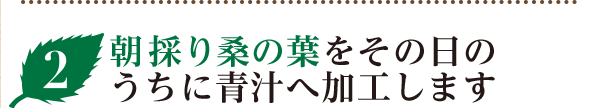 朝採り桑の葉をその日のうちに青汁へ加工します