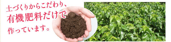 土づくりからこだわり、有機肥料だけで作っています