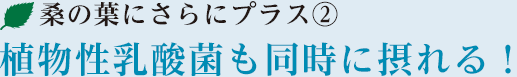 植物性乳酸菌も同時に摂れる！