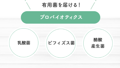 有用菌を届けるプロバイオティクス:乳酸菌 ビフィズス菌 酪酸産生菌