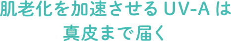 肌老化を加速させるUV-Aは
											真皮まで届く