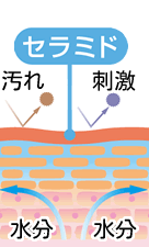 セラミド/コレステロール図