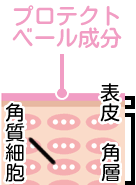 リピジュア図